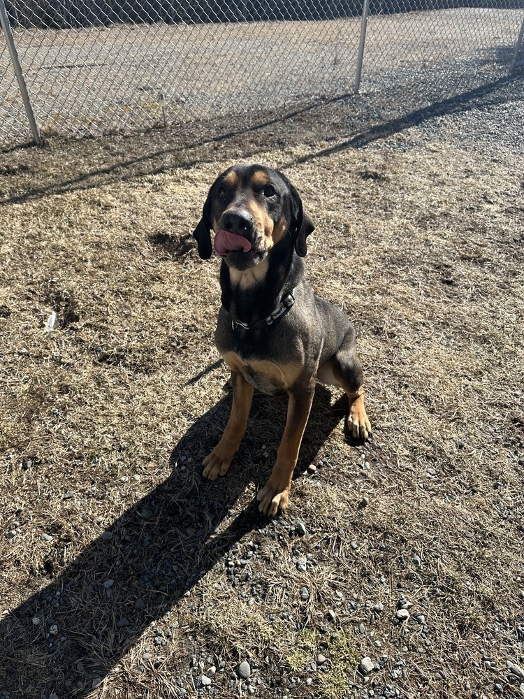 Jax, an adoptable Hound in Trenton, ME, 04605 | Photo Image 2