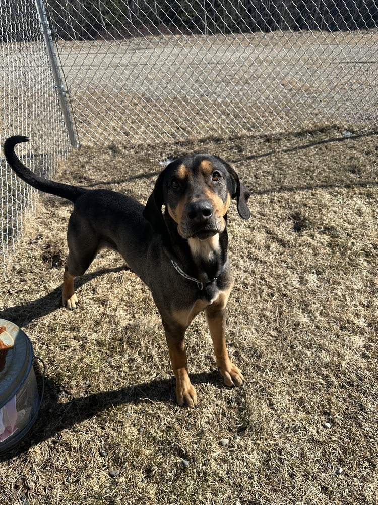 Jax, an adoptable Hound in Trenton, ME, 04605 | Photo Image 3
