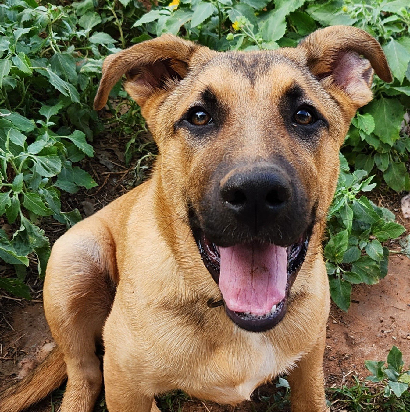 Jabba, an adoptable German Shepherd Dog, Great Pyrenees in Clinton, OK, 73601 | Photo Image 1