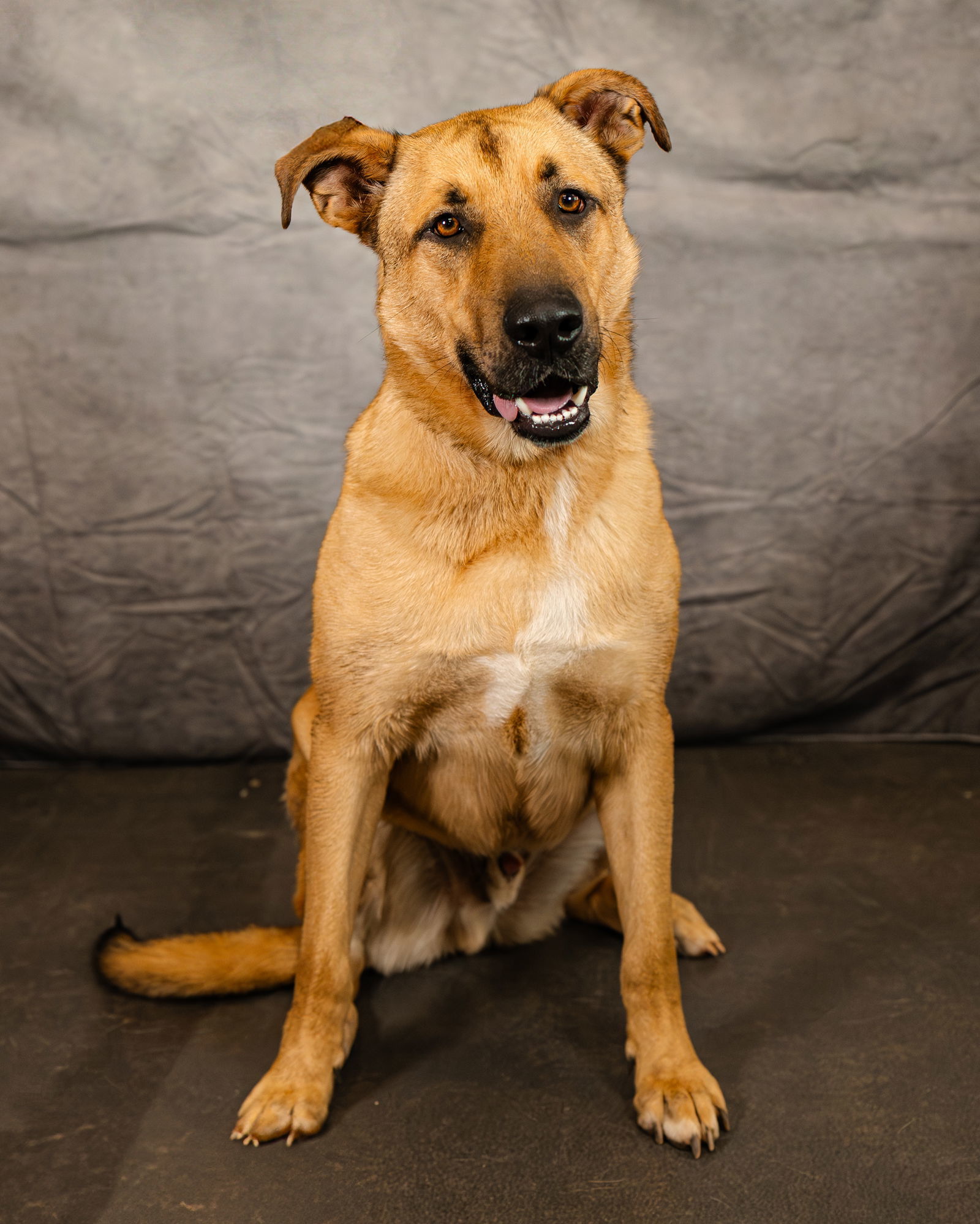 Jabba, an adoptable German Shepherd Dog, Great Pyrenees in Clinton, OK, 73601 | Photo Image 1