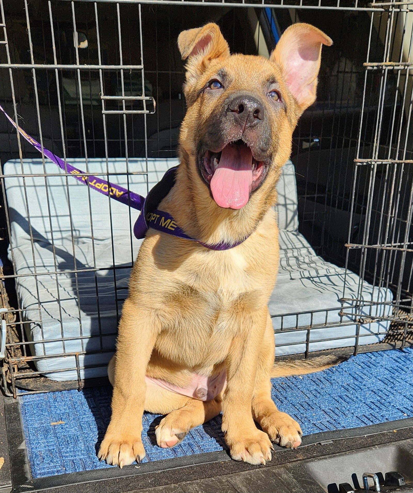 Jabba, an adoptable German Shepherd Dog, Great Pyrenees in Clinton, OK, 73601 | Photo Image 2