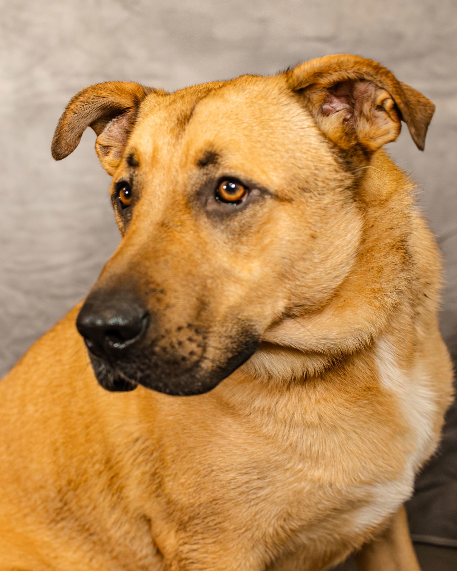 Jabba, an adoptable German Shepherd Dog, Great Pyrenees in Clinton, OK, 73601 | Photo Image 2