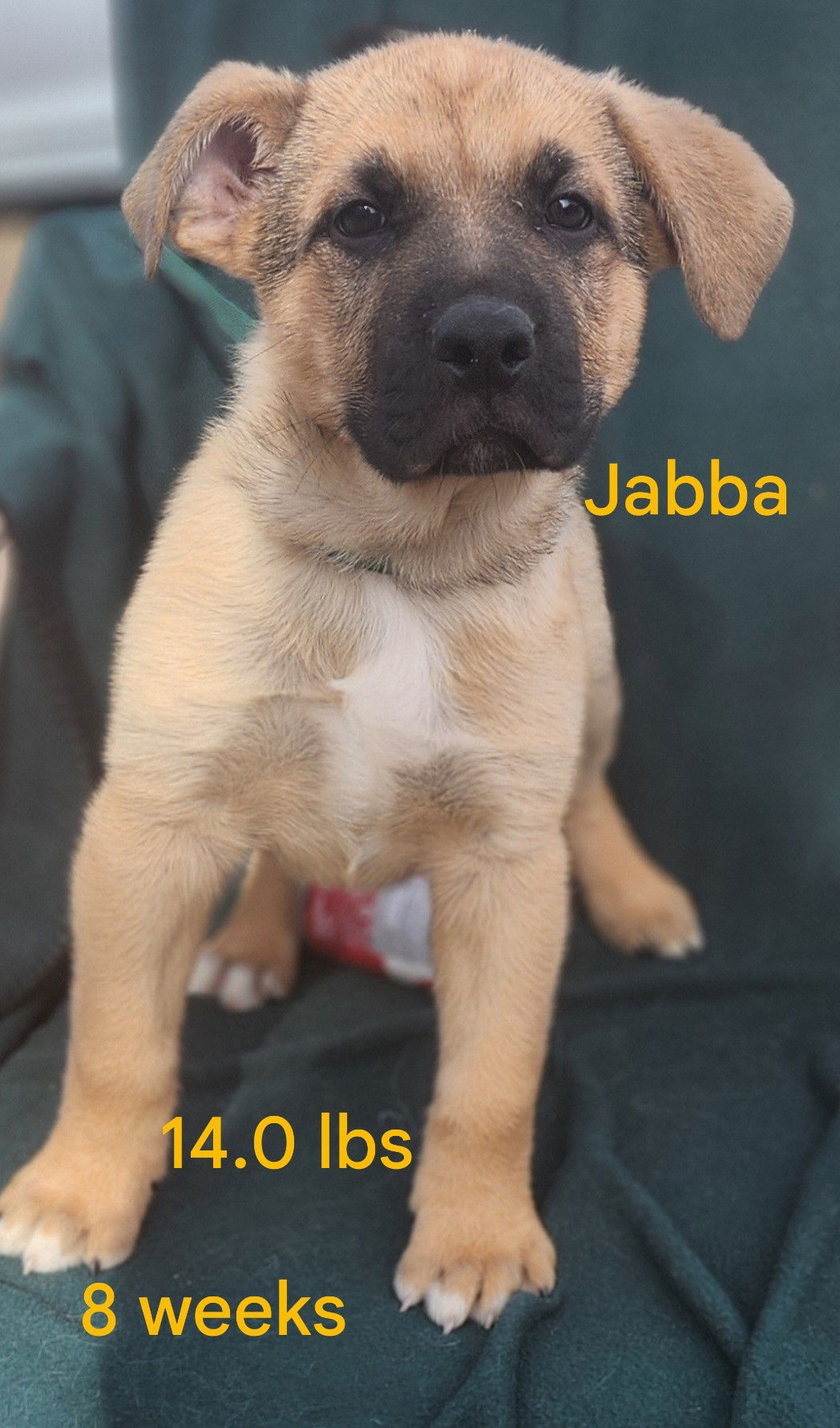 Jabba, an adoptable German Shepherd Dog, Great Pyrenees in Clinton, OK, 73601 | Photo Image 3