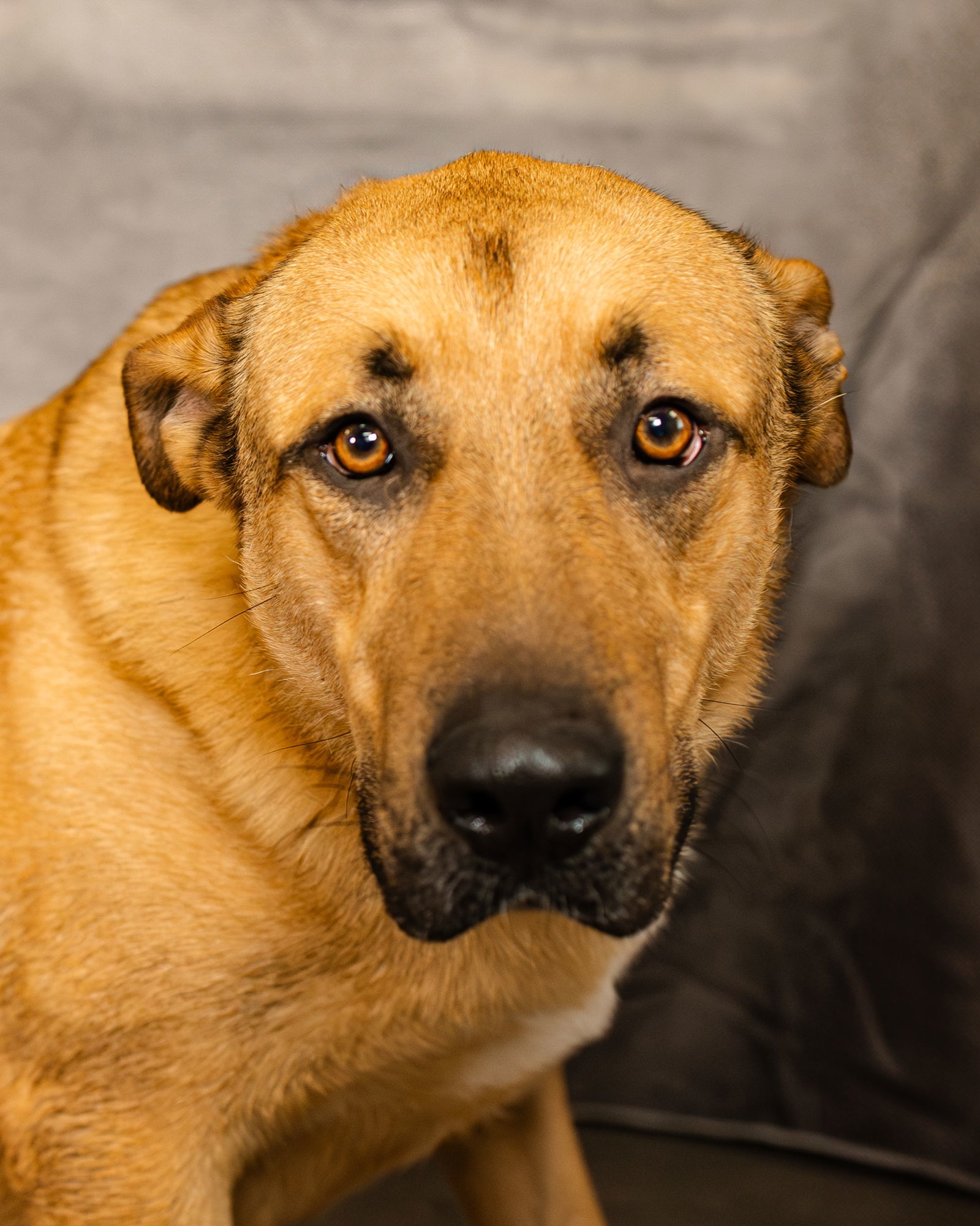 Jabba, an adoptable German Shepherd Dog, Great Pyrenees in Clinton, OK, 73601 | Photo Image 3