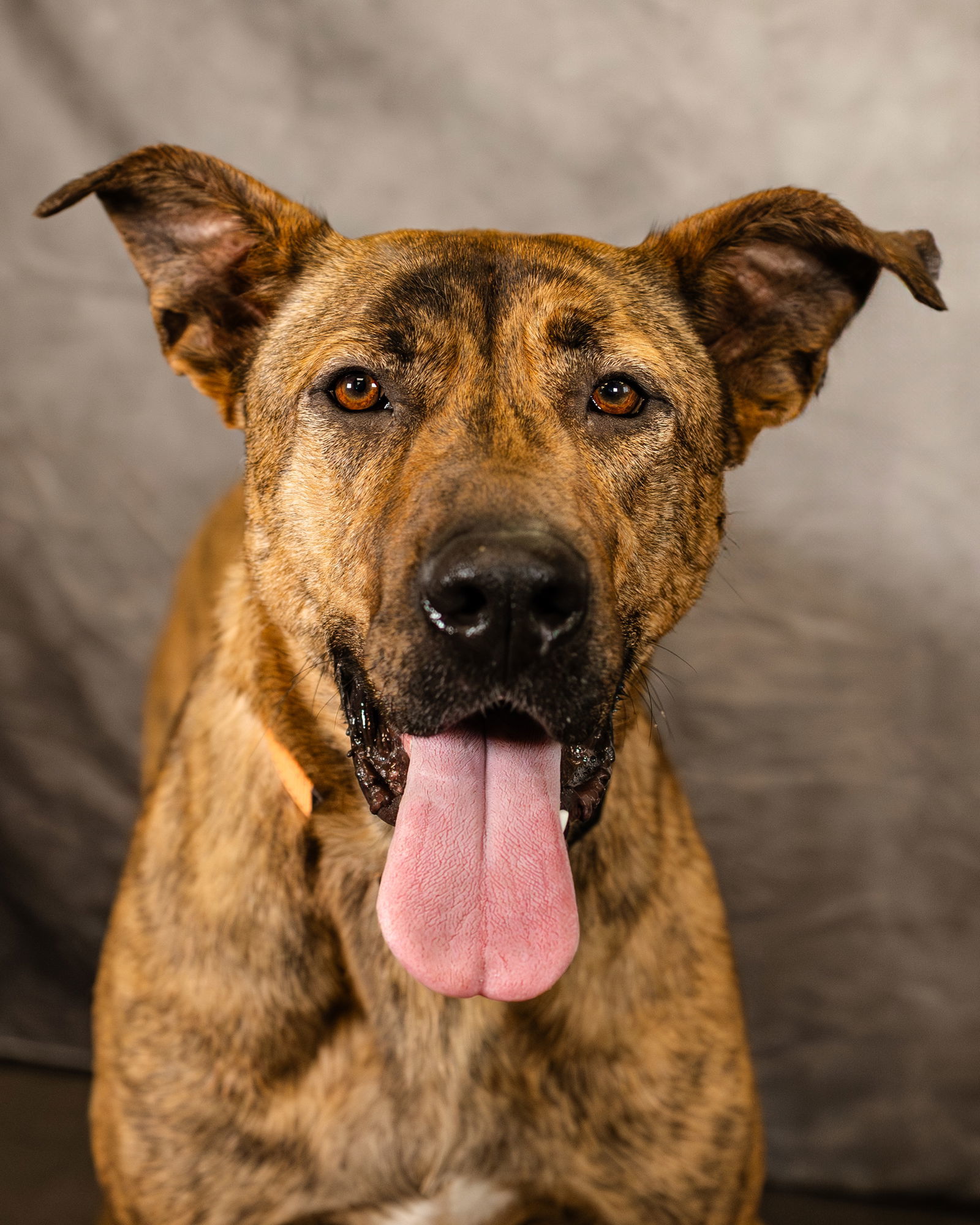 Hans, an adoptable German Shepherd Dog, Great Pyrenees in Clinton, OK, 73601 | Photo Image 1