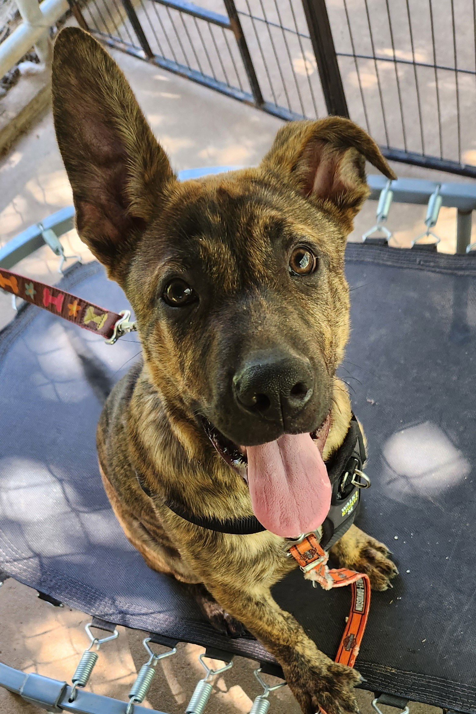 Hans, an adoptable German Shepherd Dog, Great Pyrenees in Clinton, OK, 73601 | Photo Image 2