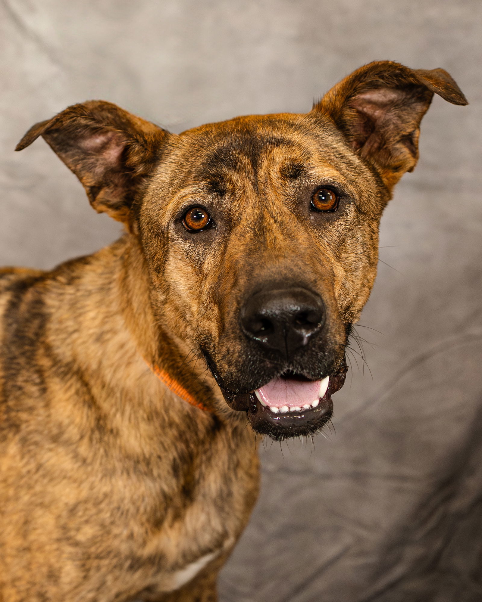 Hans, an adoptable German Shepherd Dog, Great Pyrenees in Clinton, OK, 73601 | Photo Image 2