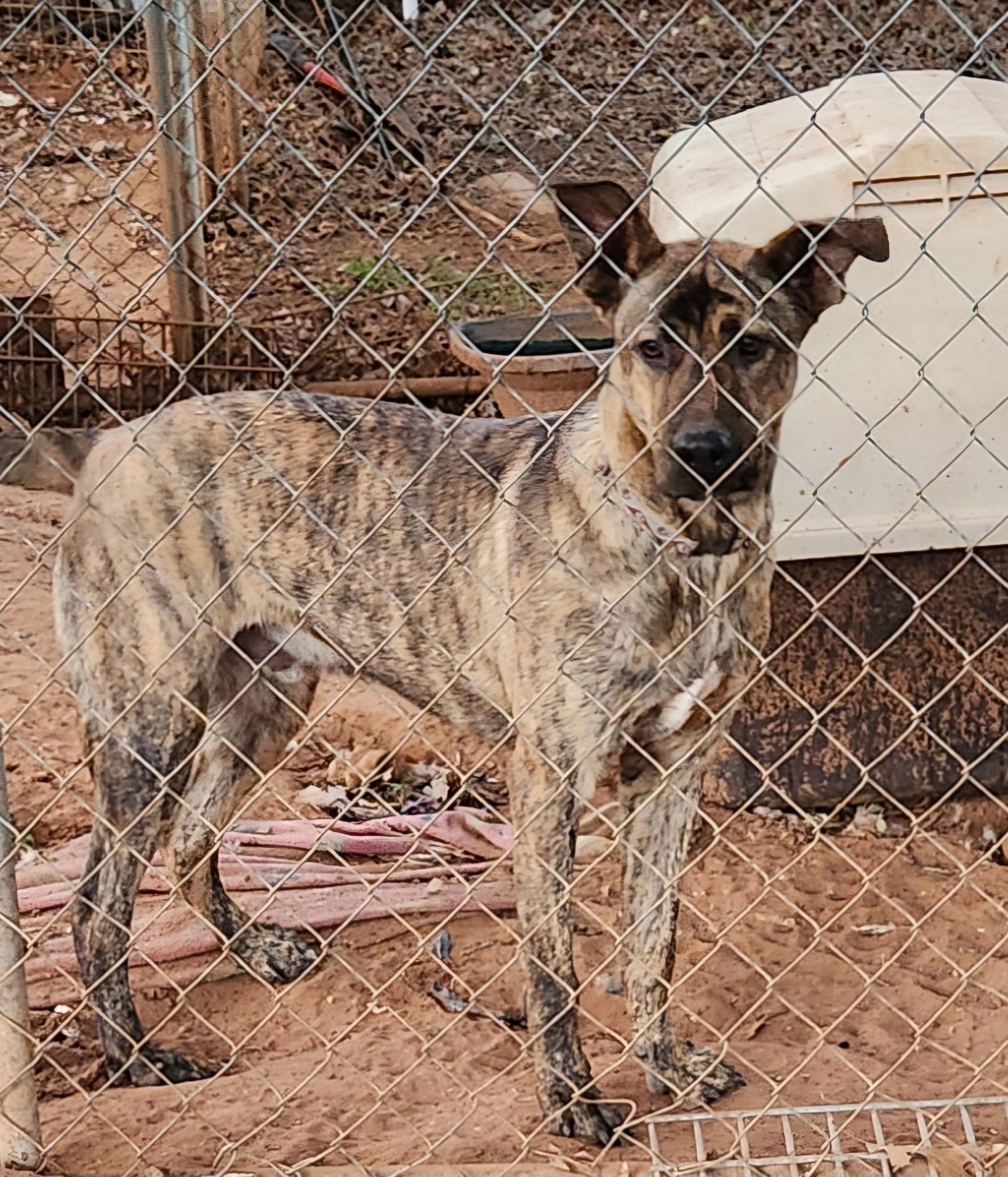 Hans, an adoptable German Shepherd Dog, Great Pyrenees in Clinton, OK, 73601 | Photo Image 3