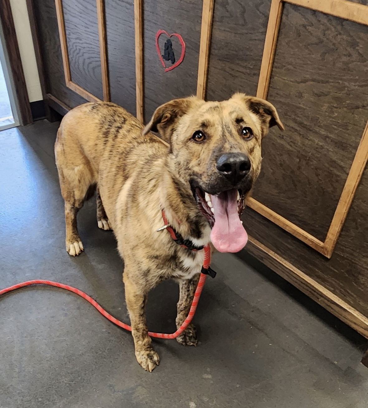 Lando, an adoptable German Shepherd Dog, Great Pyrenees in Clinton, OK, 73601 | Photo Image 1
