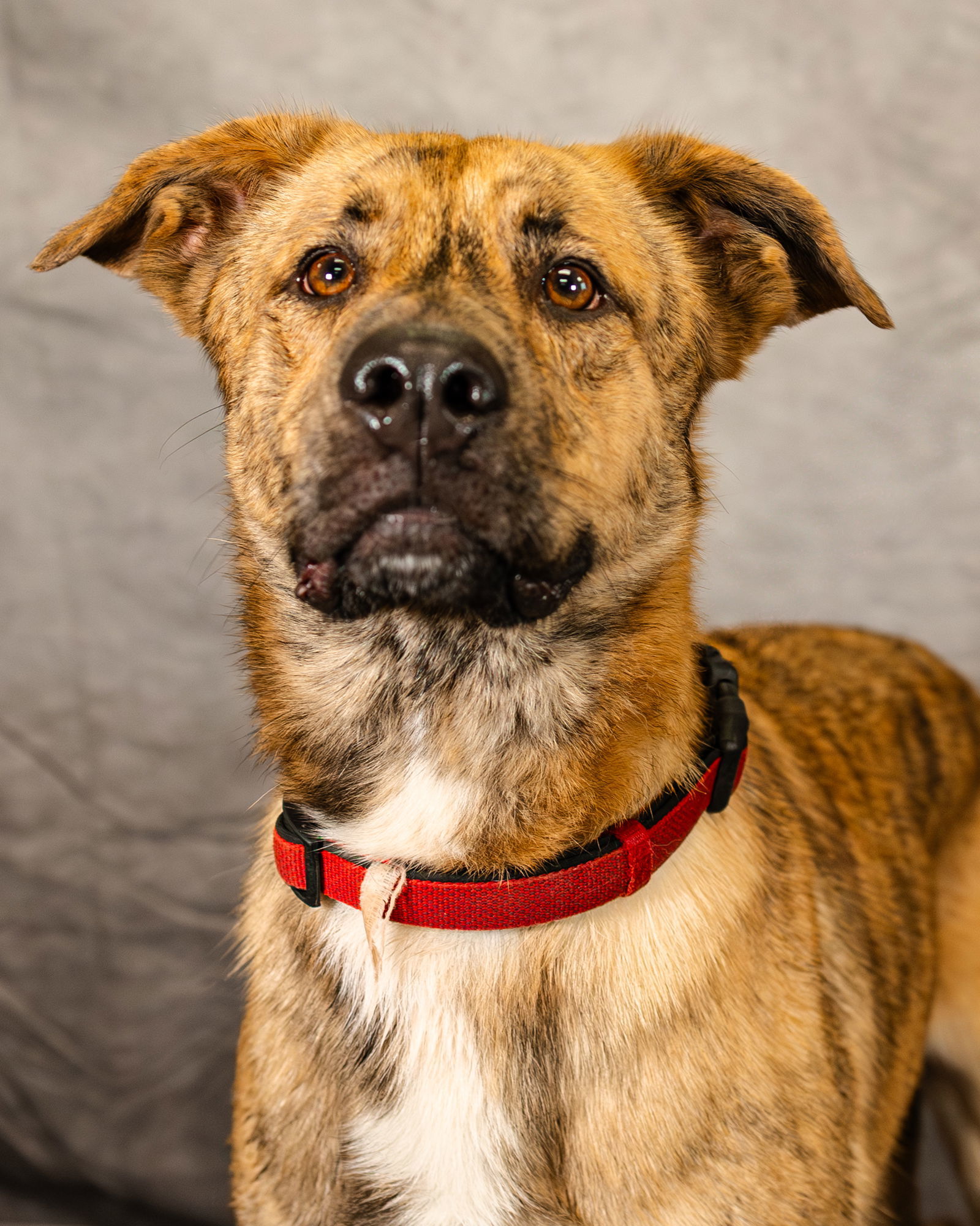 Lando, an adoptable German Shepherd Dog, Great Pyrenees in Clinton, OK, 73601 | Photo Image 1