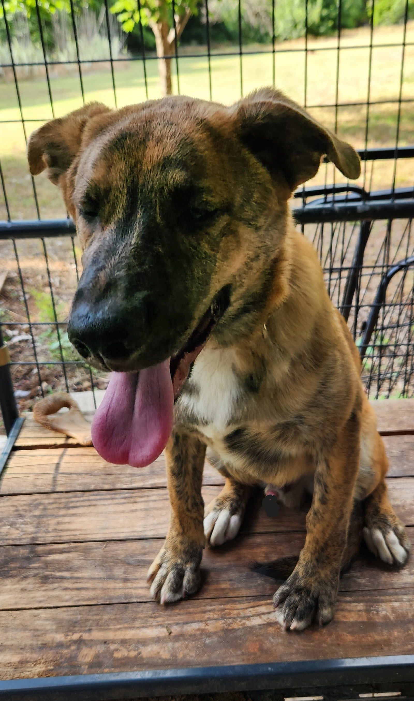 Lando, an adoptable German Shepherd Dog, Great Pyrenees in Clinton, OK, 73601 | Photo Image 2