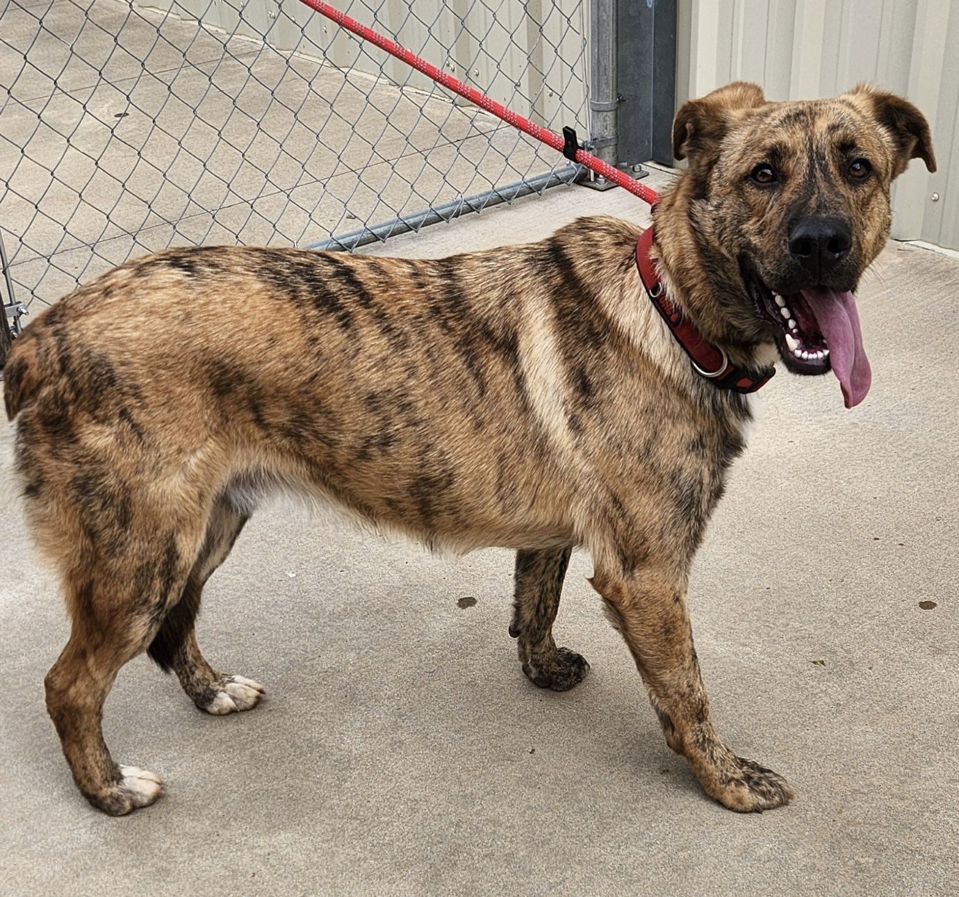 Lando, an adoptable German Shepherd Dog, Great Pyrenees in Clinton, OK, 73601 | Photo Image 2