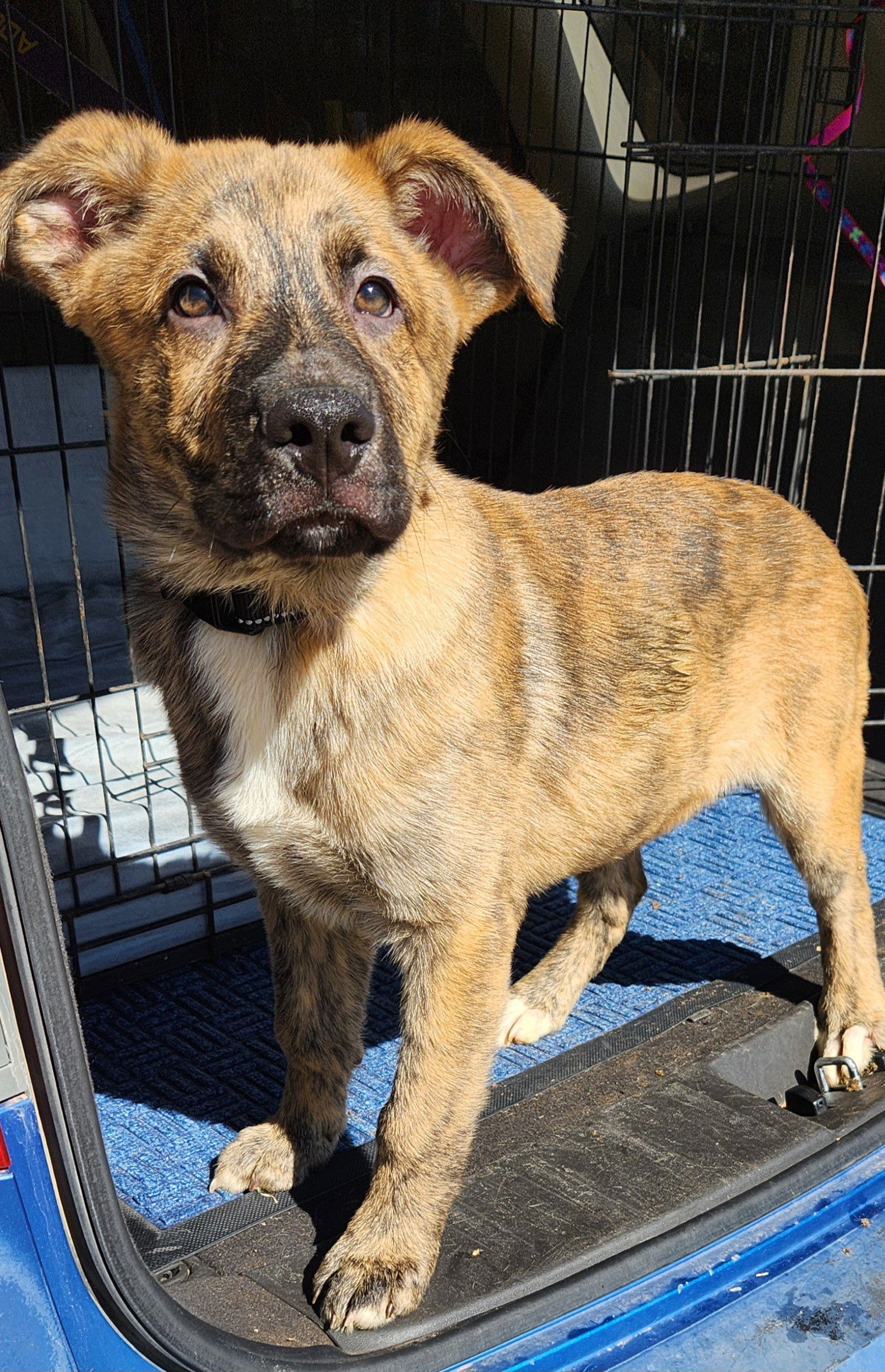 Lando, an adoptable German Shepherd Dog, Great Pyrenees in Clinton, OK, 73601 | Photo Image 3