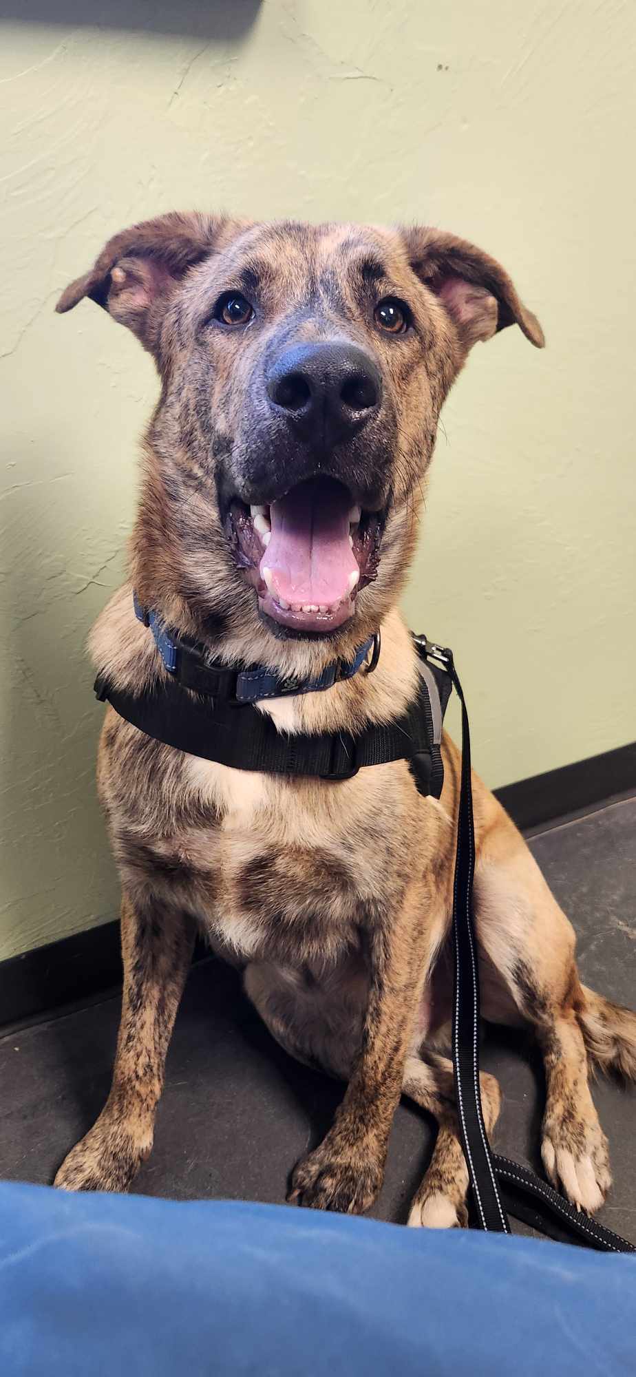 Lando, an adoptable German Shepherd Dog, Great Pyrenees in Clinton, OK, 73601 | Photo Image 3