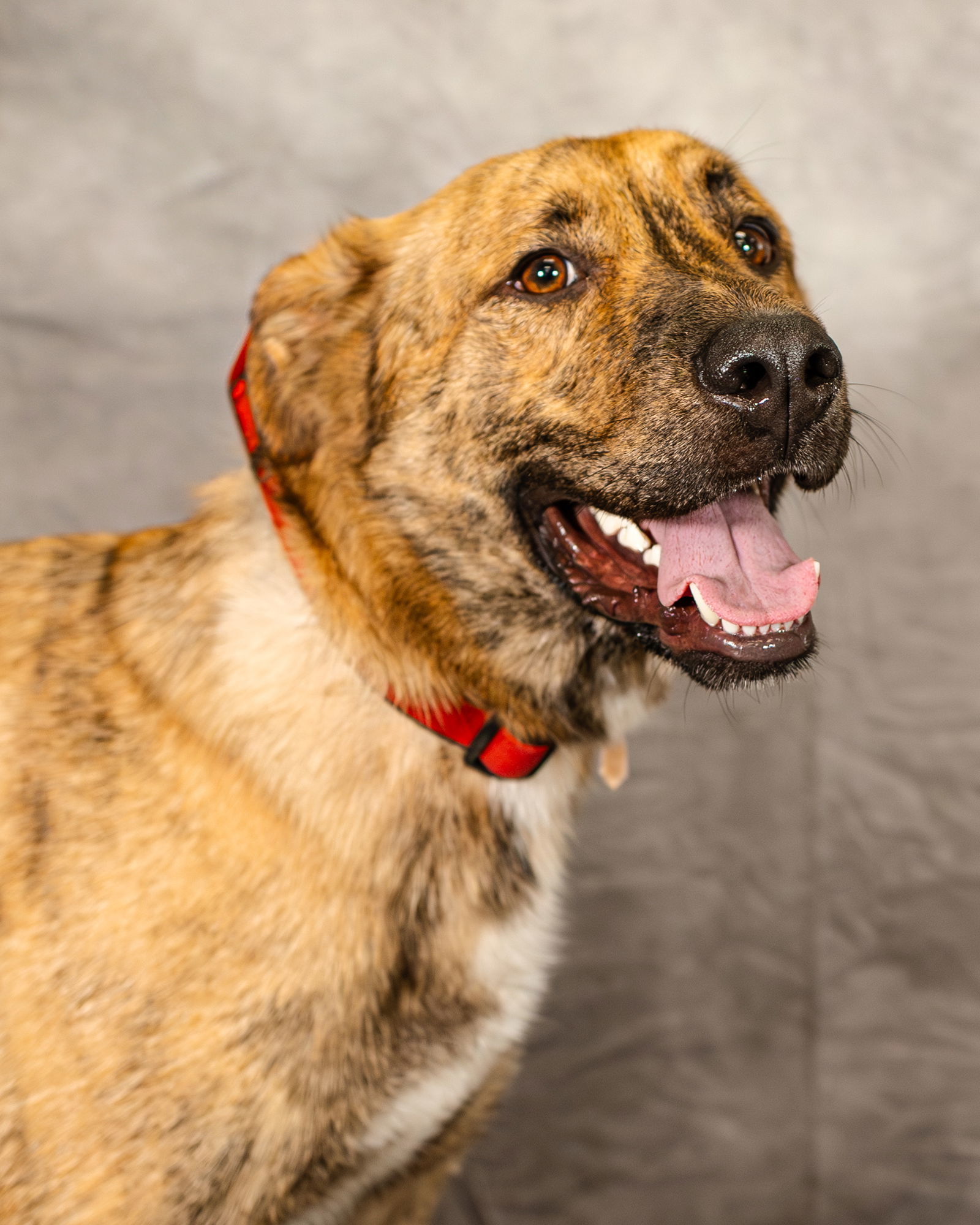 Lando, an adoptable German Shepherd Dog, Great Pyrenees in Clinton, OK, 73601 | Photo Image 3