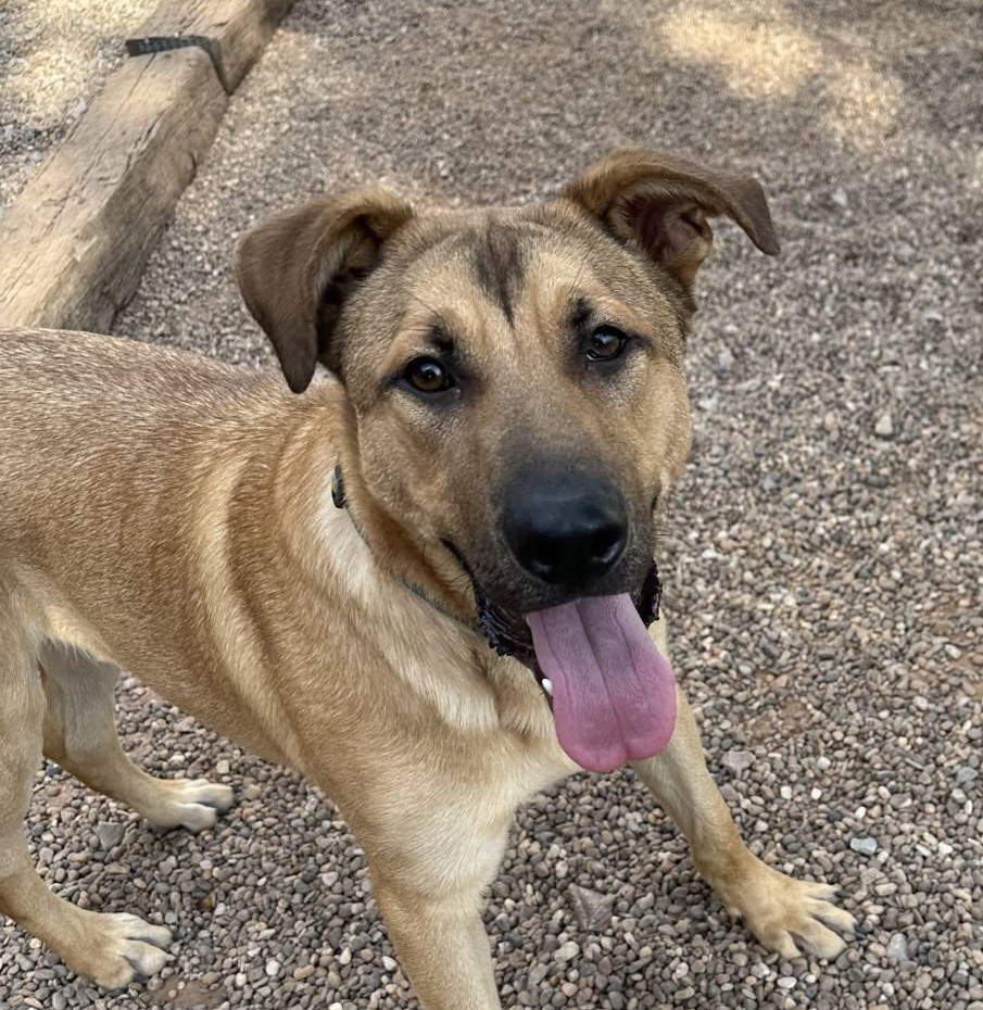 Luke, an adoptable German Shepherd Dog, Great Pyrenees in Clinton, OK, 73601 | Photo Image 2