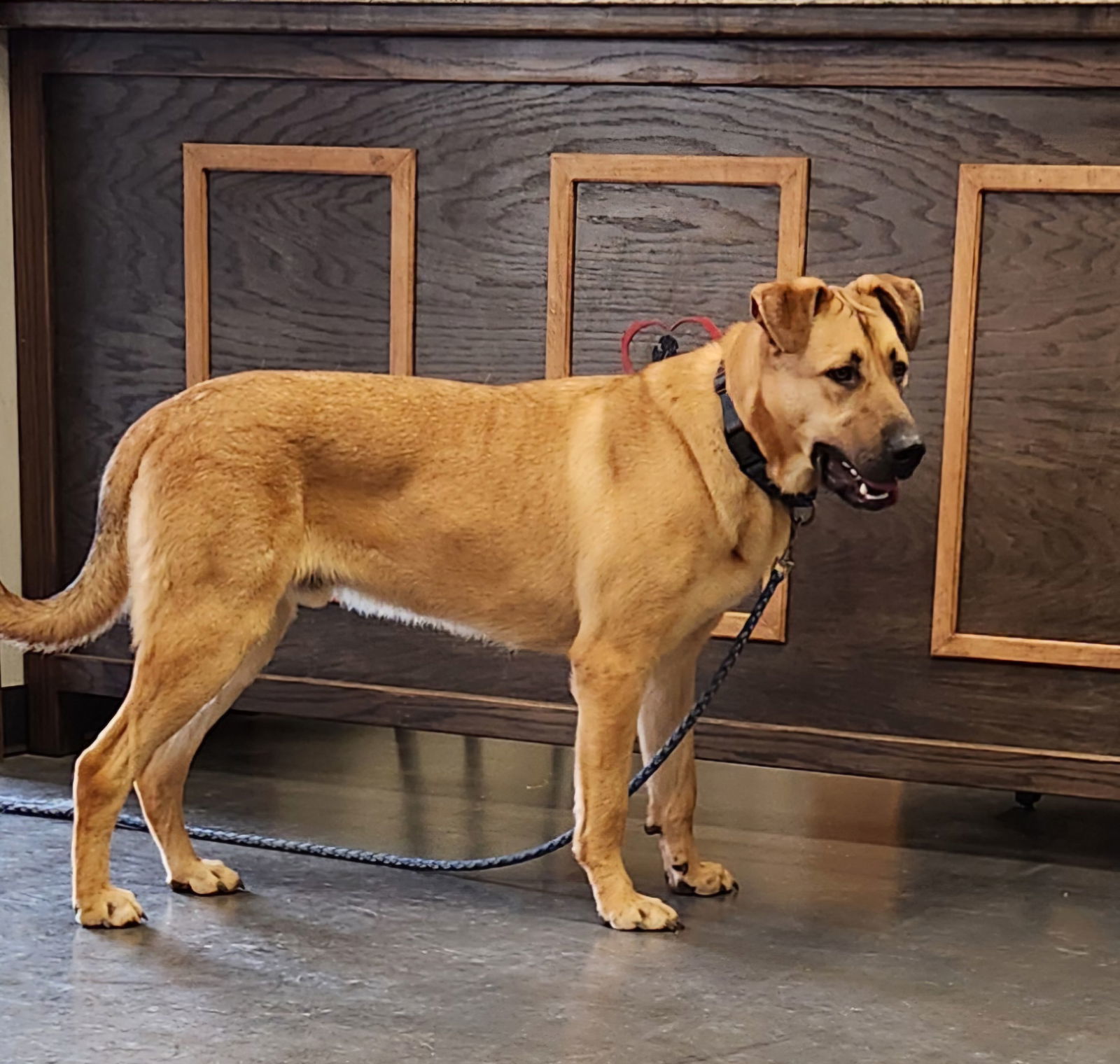 Luke, an adoptable German Shepherd Dog, Great Pyrenees in Clinton, OK, 73601 | Photo Image 2