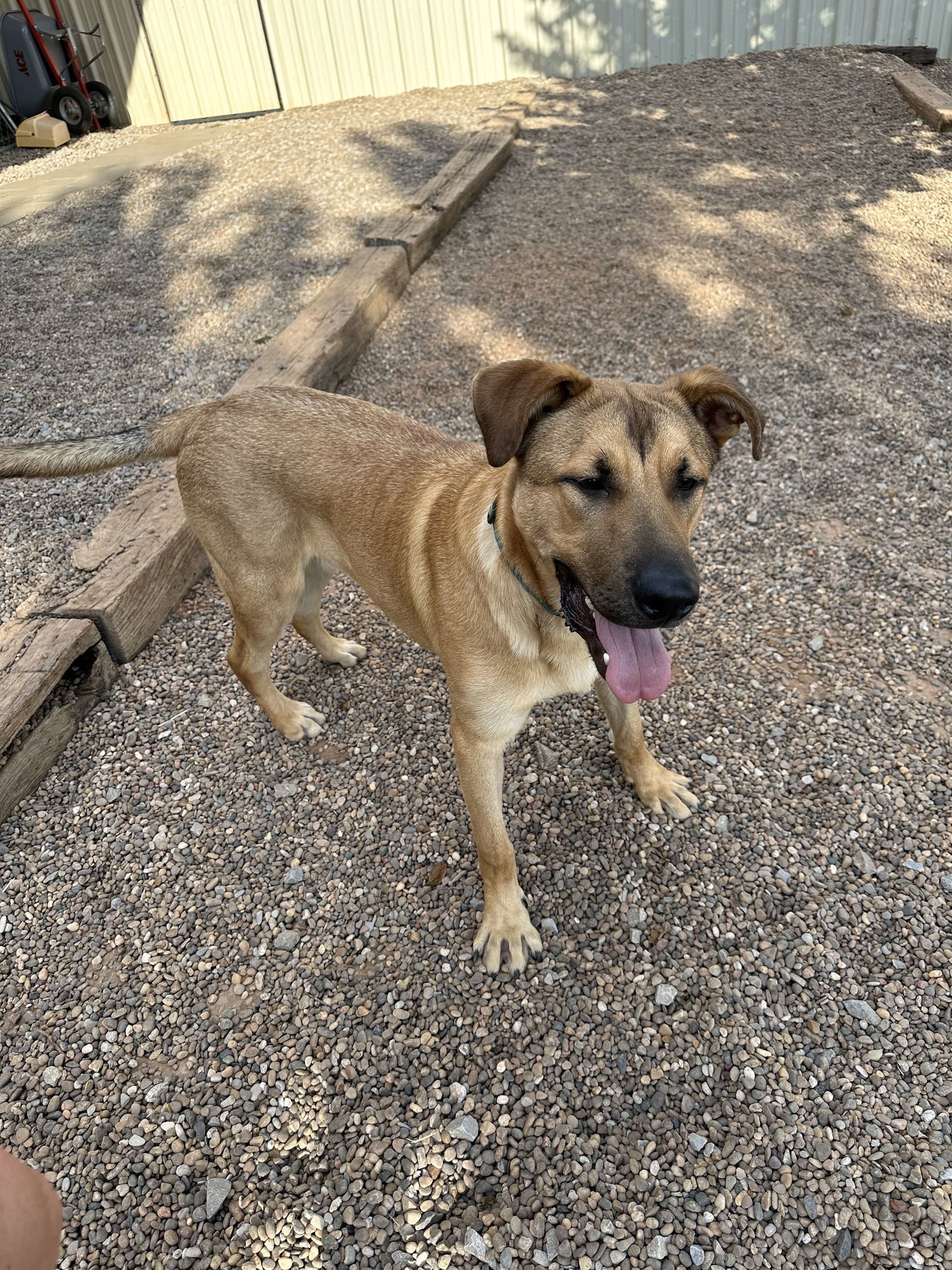 Luke, an adoptable German Shepherd Dog, Great Pyrenees in Clinton, OK, 73601 | Photo Image 3