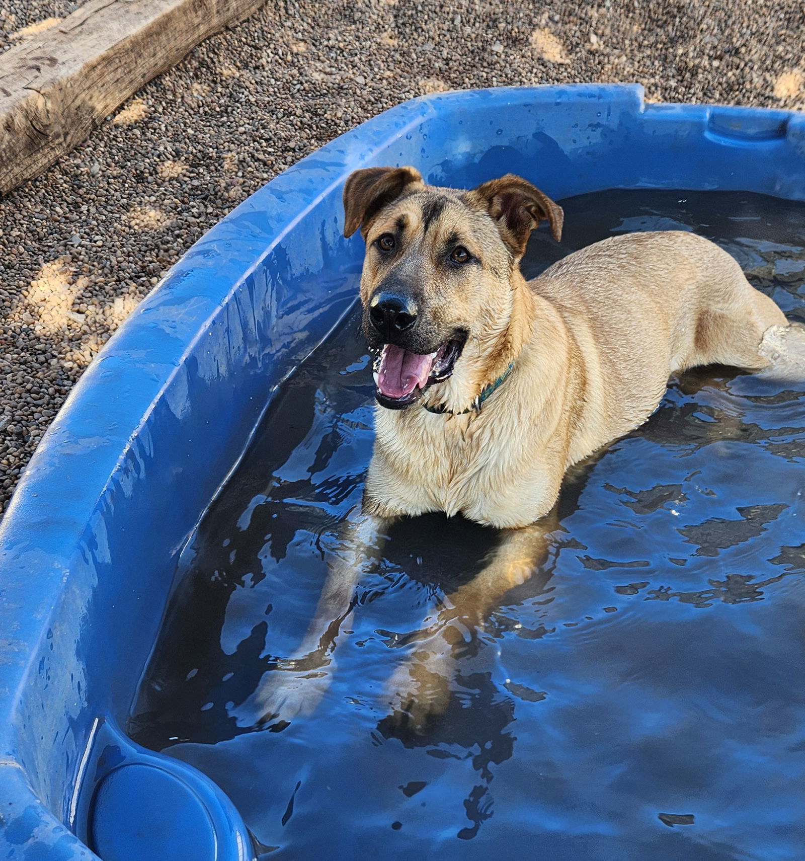Luke, an adoptable German Shepherd Dog, Great Pyrenees in Clinton, OK, 73601 | Photo Image 3