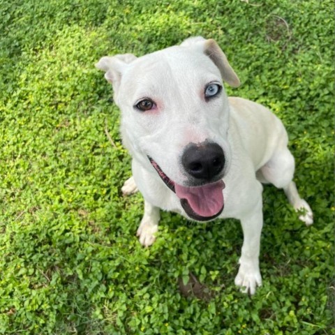 Nube, an adoptable Catahoula Leopard Dog, Mixed Breed in Laredo, TX, 78041 | Photo Image 1