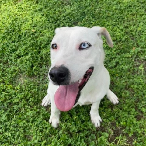 Nube, an adoptable Catahoula Leopard Dog, Mixed Breed in Laredo, TX, 78041 | Photo Image 2