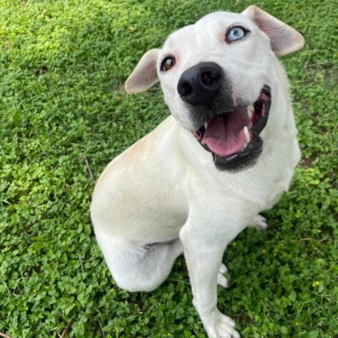 Nube, an adoptable Catahoula Leopard Dog, Mixed Breed in Laredo, TX, 78041 | Photo Image 3