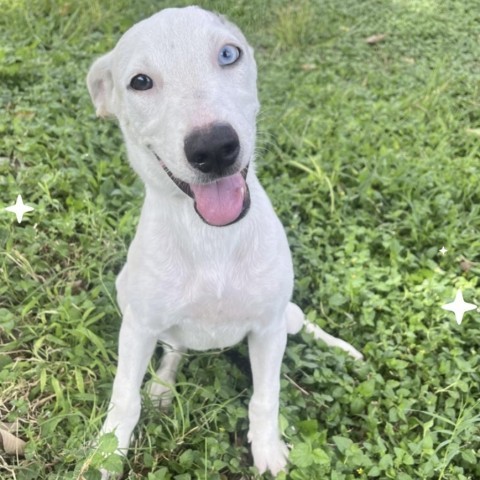 Nube, an adoptable Catahoula Leopard Dog, Mixed Breed in Laredo, TX, 78041 | Photo Image 4