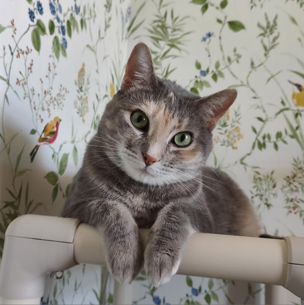 Daisy, an adoptable Domestic Short Hair in Tanner, AL, 35671 | Photo Image 1
