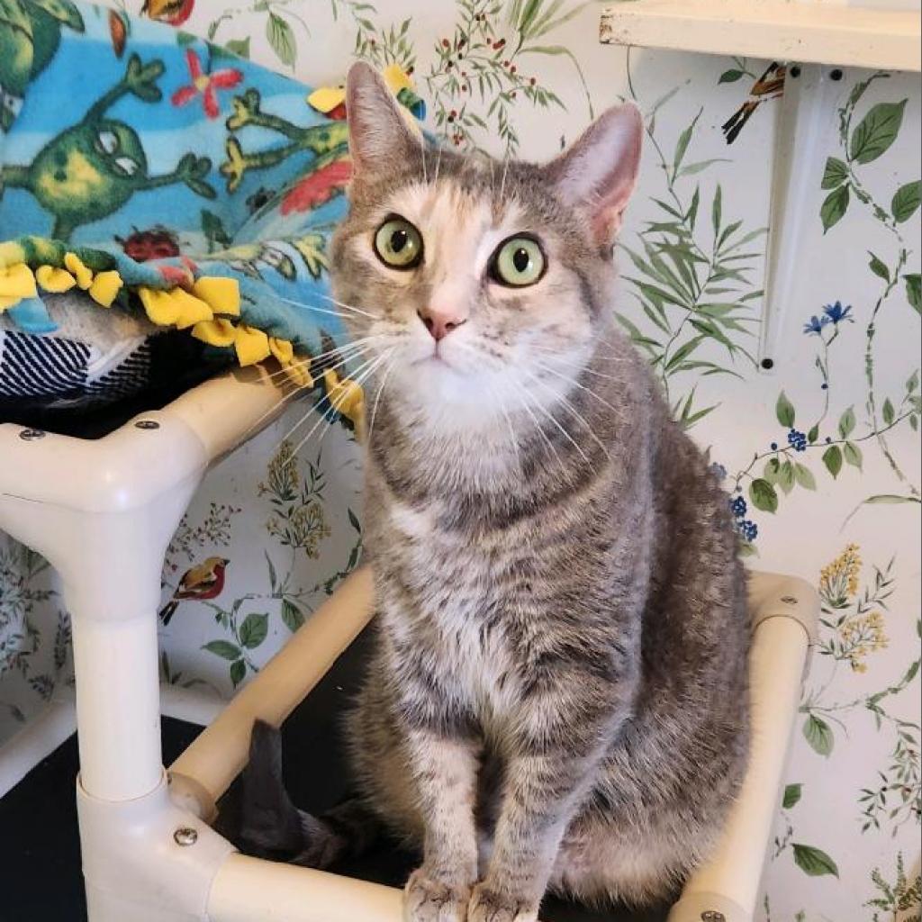 Daisy, an adoptable Domestic Short Hair in Tanner, AL, 35671 | Photo Image 2