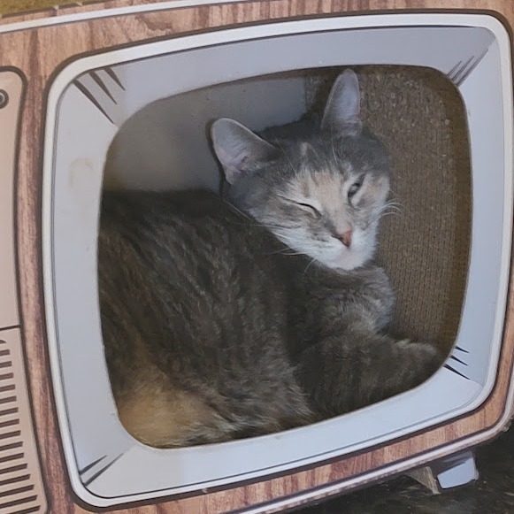 Daisy, an adoptable Domestic Short Hair in Tanner, AL, 35671 | Photo Image 3