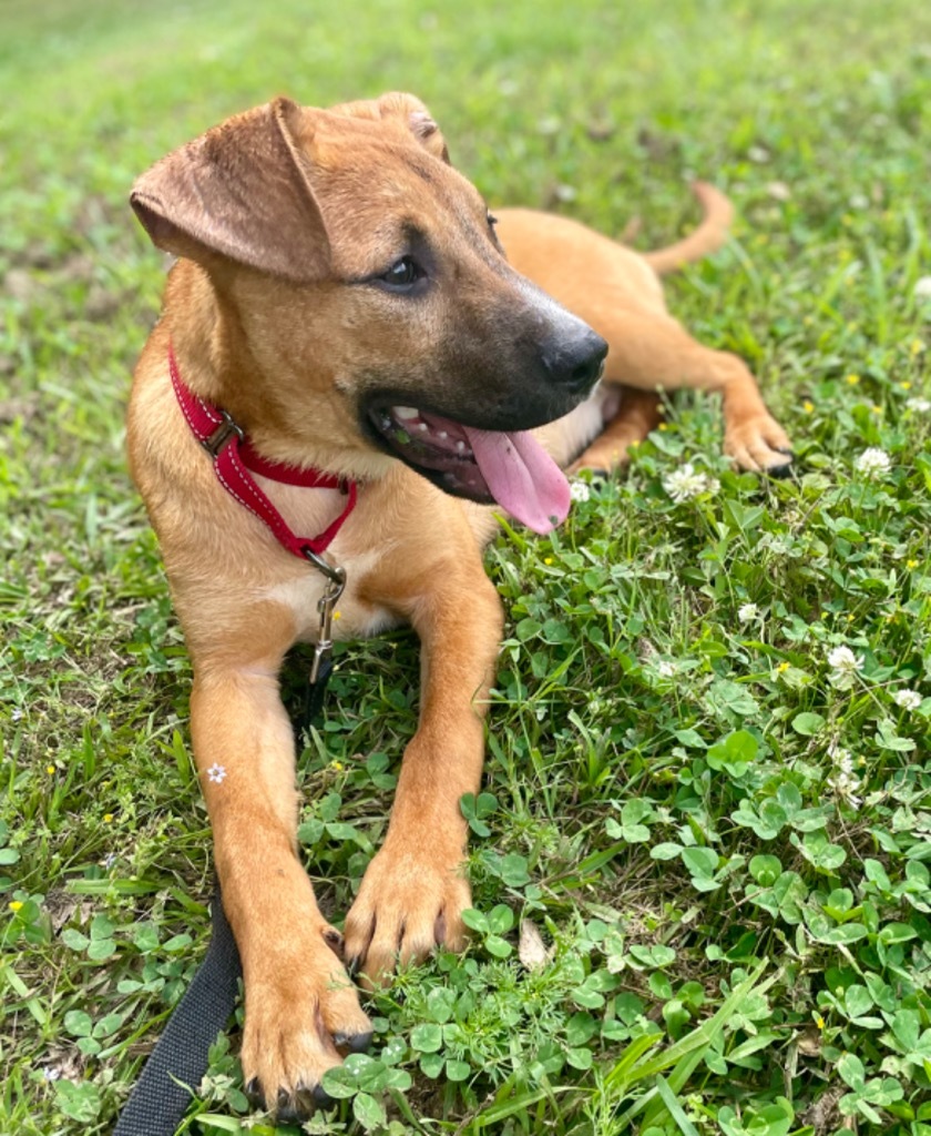 Leonardo, an adoptable Labrador Retriever in Saint Francisville, LA, 70775 | Photo Image 1