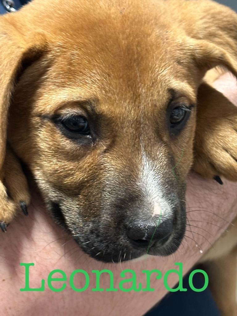 Leonardo, an adoptable Labrador Retriever in Saint Francisville, LA, 70775 | Photo Image 2