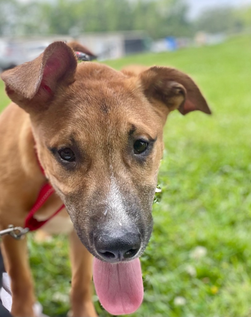 Leonardo, an adoptable Labrador Retriever in Saint Francisville, LA, 70775 | Photo Image 4