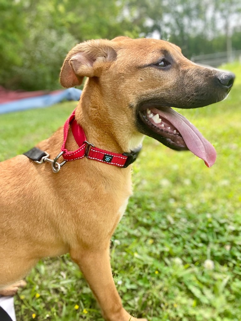 Leonardo, an adoptable Labrador Retriever in Saint Francisville, LA, 70775 | Photo Image 5