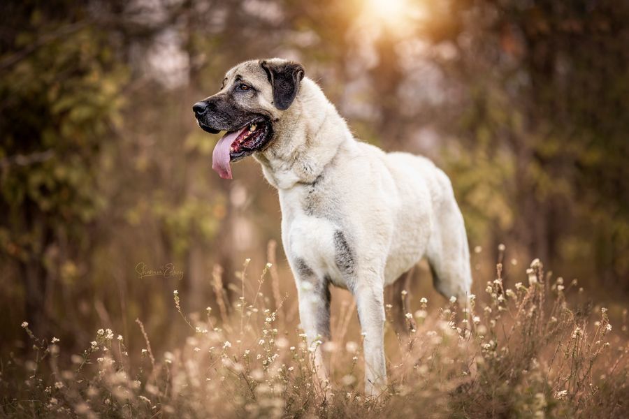 Pyper, an adoptable Anatolian Shepherd in Hamilton, MT, 59840 | Photo Image 1