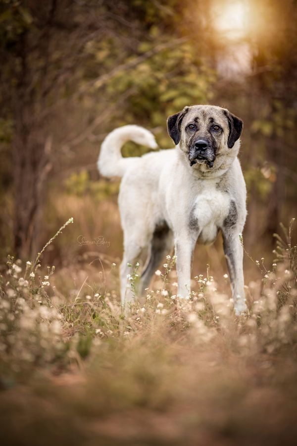 Pyper, an adoptable Anatolian Shepherd in Hamilton, MT, 59840 | Photo Image 2