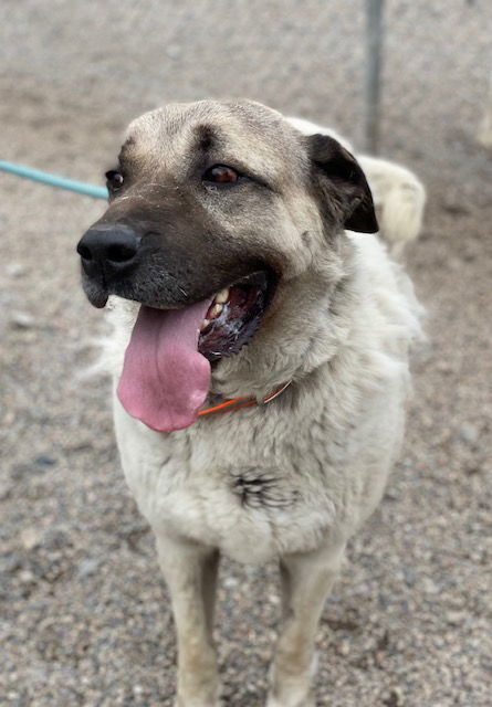 Pyper, an adoptable Anatolian Shepherd in Hamilton, MT, 59840 | Photo Image 3