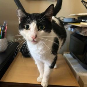 Cow girl was born at a hoarding neighbors house where all the cats were breeding