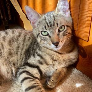 Koa Domestic Short Hair Cat