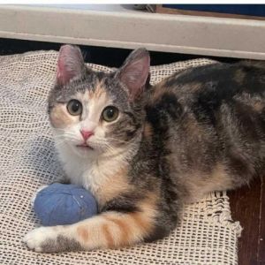 Orecchiette is a lovable playful sweetheart with a curious spirit who loves peop