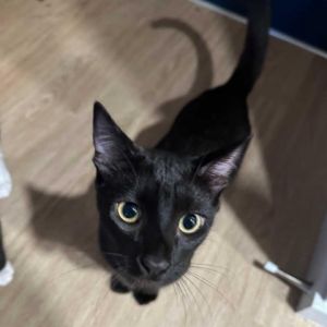 Corvus is a miniature panther with an air of mystery about him This enigmatic kitty is as dark as t