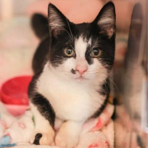 Dolly is the sweetest most charming black-and-white kitten with a heart as big a