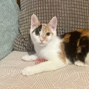 Mezzelune Domestic Short Hair Cat