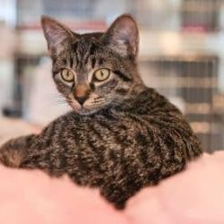 Archie and Reese KRLA-A-5609 are an adorable pair of bonded kittens who bring 