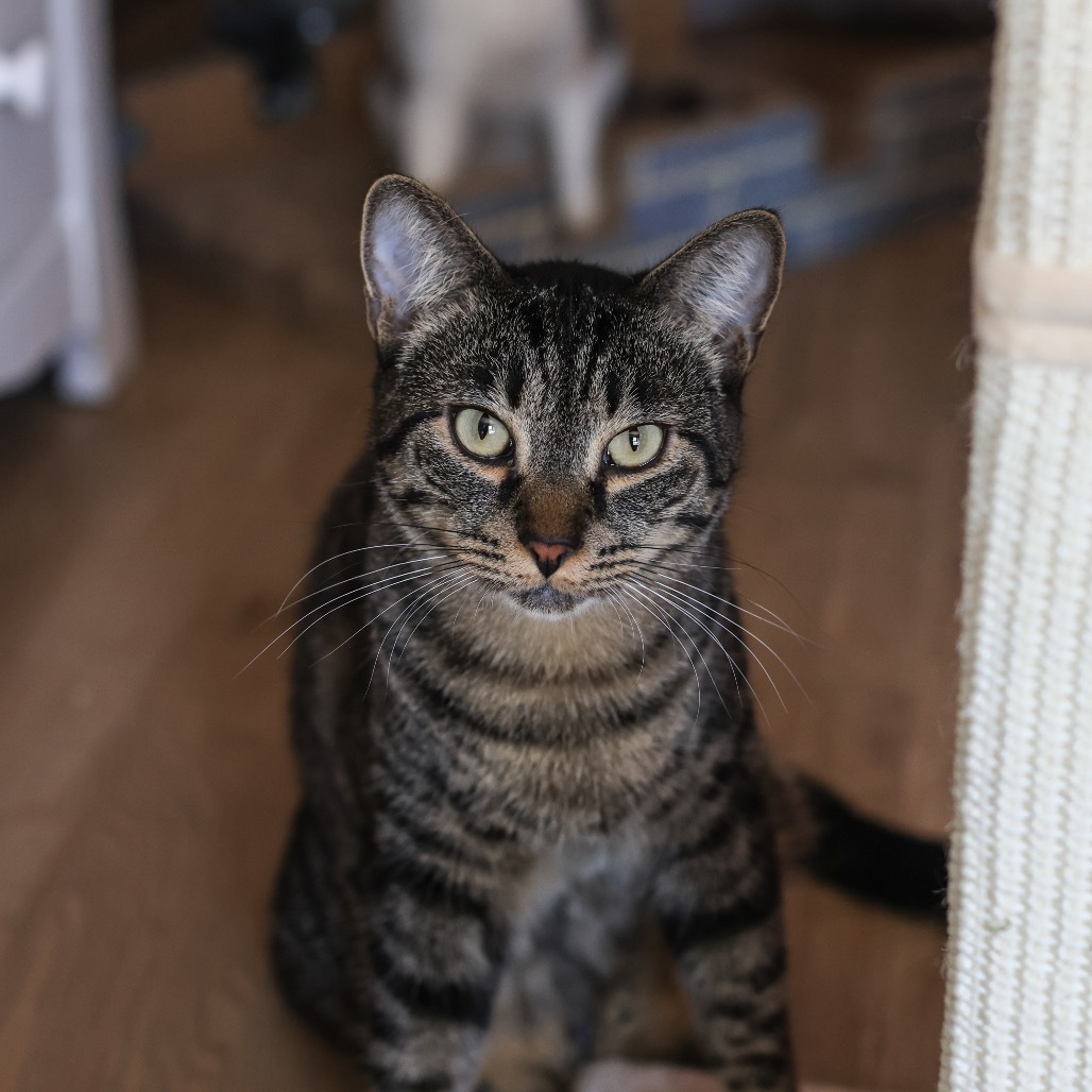 Archie