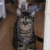 Archie photo 1