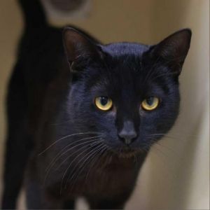 Spencer is a dapper young black cat who embodies the spirit of a curious and fri