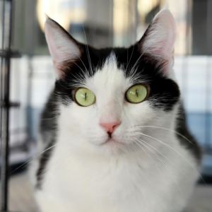 Lucia is a sweet and affectionate kitty looking for a human to call her own Sh