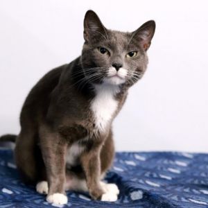 Shilo and Desiree KRLA-A-6309 are two sweet and loving adult cats who have stuck together through 