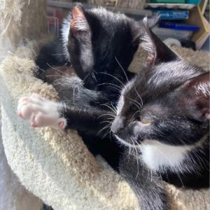 Jenny and Screech KRLA-A-6468 are a bonded pair who should be adopted together